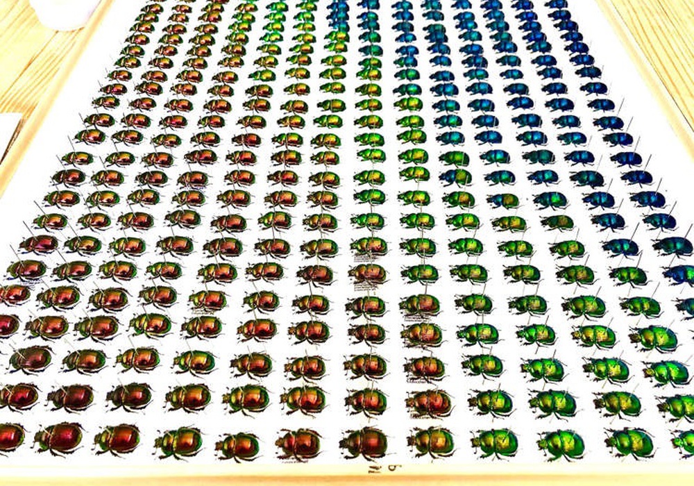Странное хобби: японец собирает навозных жуков с цветовым градиентом. Фото