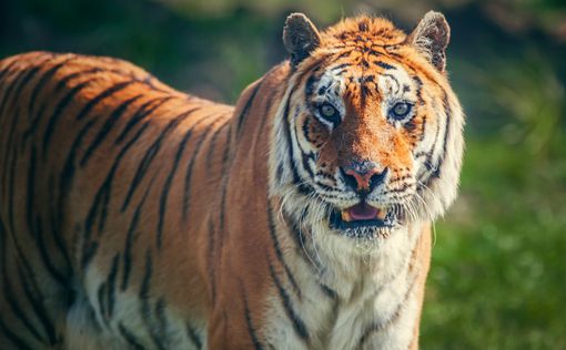 "Путинский" тигр Кузя сбежал в Китай