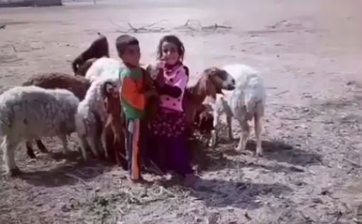 Российский журналист: бедуин готов продать дочь за 50 овец