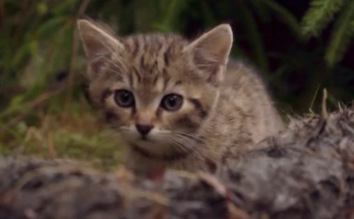 Редчайшую породу кошек обнаружили в шотландских горах