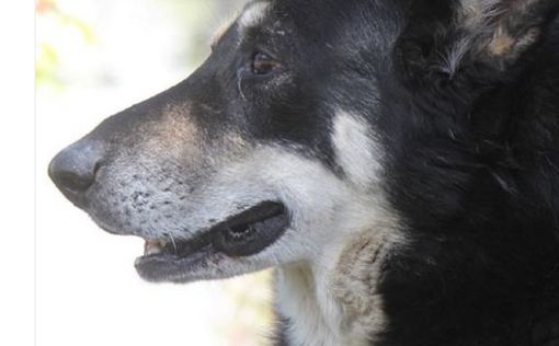 Аргентина: пес провел 11 лет у могилы своего хозяина