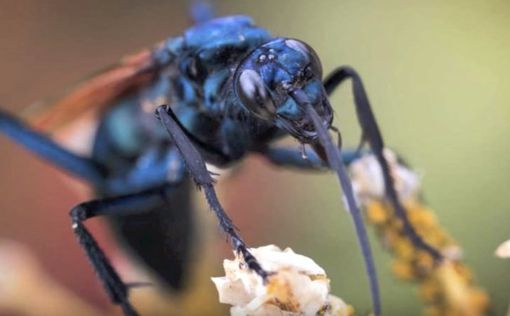 Ученые назвали насекомое, которое кусает больнее всего