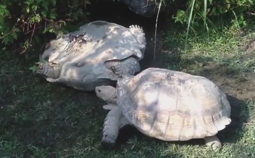 Друг в беде не бросит: как черепаха спасала собрата