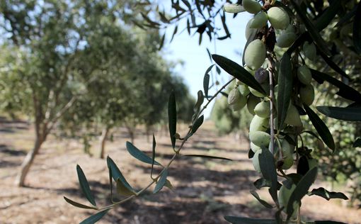 В Израиле начался сезон сбора оливок
