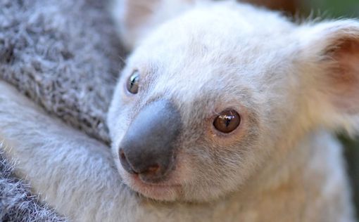 Редкая белая коала родилась в зоопарке Австралии