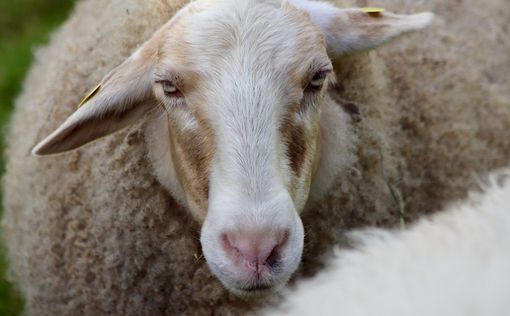 В Греции стадо овец съело 100 кг марихуаны