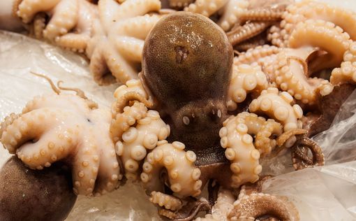 В столице Израиля продают "кошерных" осьминогов