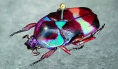 Странное хобби: японец собирает навозных жуков с цветовым градиентом. Фото | Фото 10
