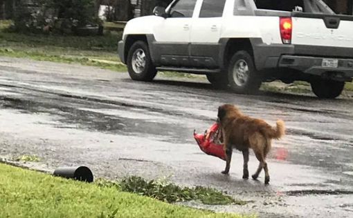 Подготовившийся к урагану в Техасе пес стал героем
