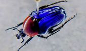 Странное хобби: японец собирает навозных жуков с цветовым градиентом. Фото | Фото 7