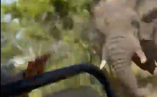 В Замбии на сафари слон напал на туристов