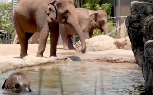 В зоопарке Сиднея животных спасают от жары