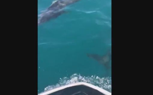 К спасателям Ашдода приплыли дельфины