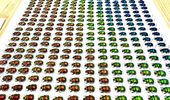 Странное хобби: японец собирает навозных жуков с цветовым градиентом. Фото | Фото 1