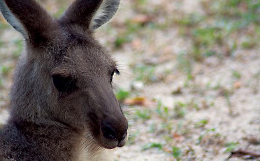 Кенгуру сломал челюсть охотнику в Австралии