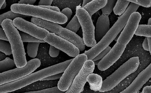 Ученые: бактерии тоже занимаются сексом
