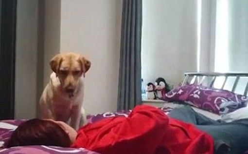 Собака спасла жизнь хозяйке-эпилептичке