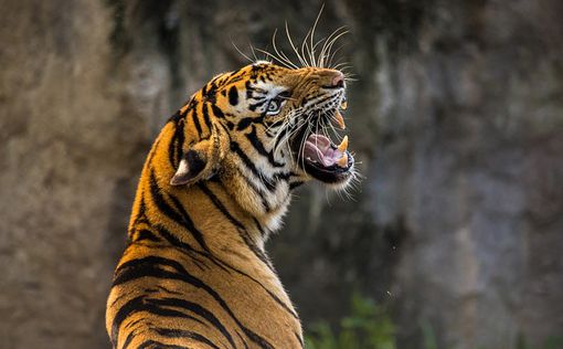 Наводнение в Индии привело тигрицу в постель местного жителя