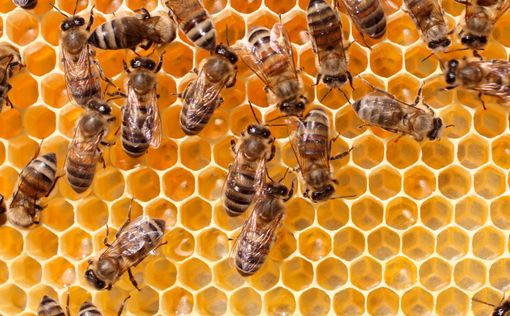 Ученые предсказывают полное вымирание пчел