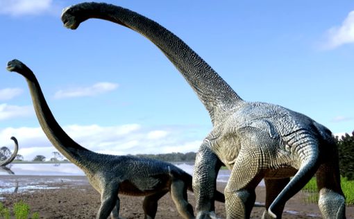 Новый вид гигантских динозавров обнаружили в Австралии