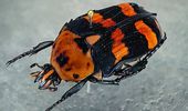 Странное хобби: японец собирает навозных жуков с цветовым градиентом. Фото | Фото 6