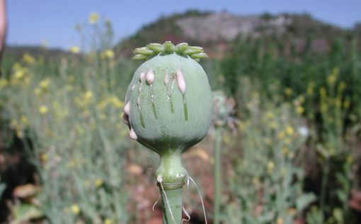 В Афганистане стали выращивать слишком много опийного мака