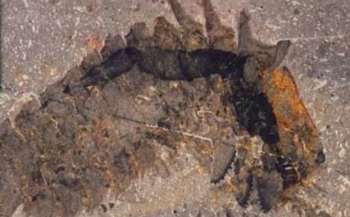 В Канаде нашли доисторического "Чужого"