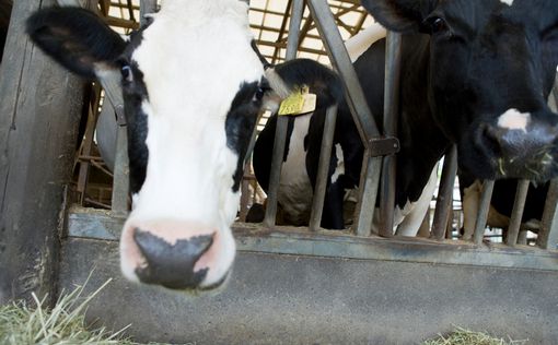 Саудам назло: в Катар везут 4000 молочных коров
