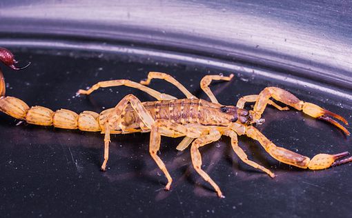 Негев: Врачи борются за жизнь укушенного скорпионом младенца