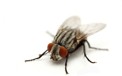 Ученые: мухи – переносчики сотен болезней