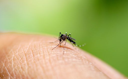Ученые открыли вид комаров, которые не пьют кровь