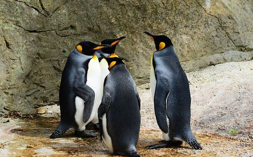 Пингвины-геи украли яйцо у гетеросексуальной пары