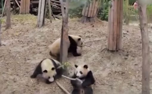 Видео: панда упала с дерева, помешав другим обниматься