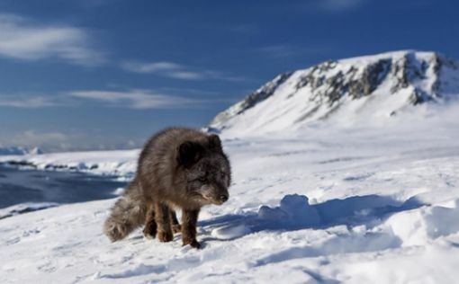 Полярная лисица за 76 дней прибежала из Шпицбергена в Канаду