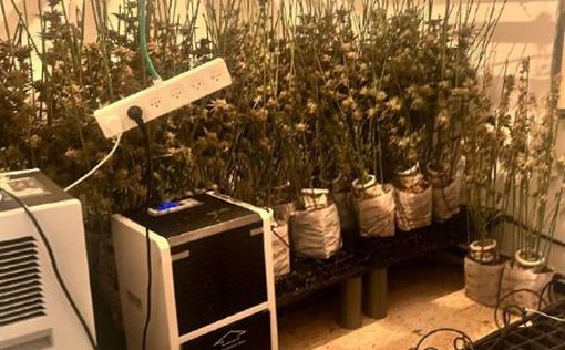 В Тель-Авиве обнаружили теплицу с 370 растениями марихуаны
