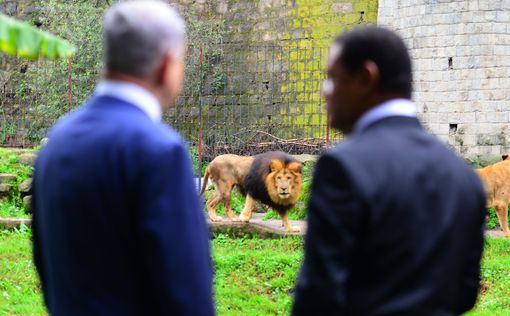 Нетаниягу, лев и львица во дворце