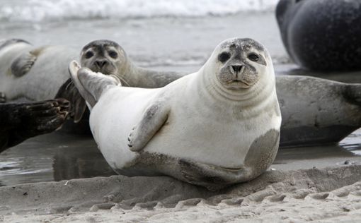 Тюлени оккупировали пляж в Великобритании