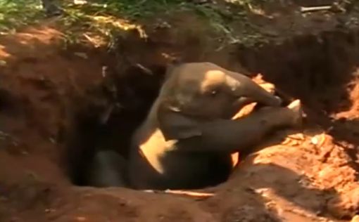 Спасатели достали слоненка из ямы на Шри-Ланке