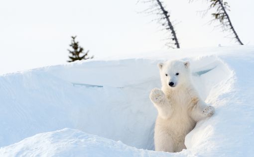За 35 лет численность белых медведей снизится на треть