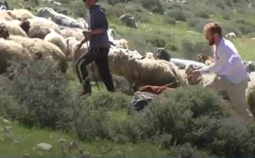Палестинцы пострадали от пса поселенца