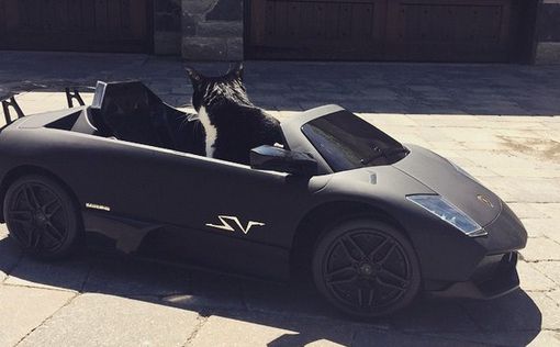 Канадец подарил любимому коту Lamborghini