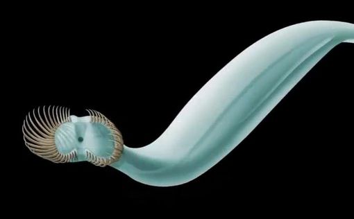 Ученые открыли вид древних червей с 50 шипами