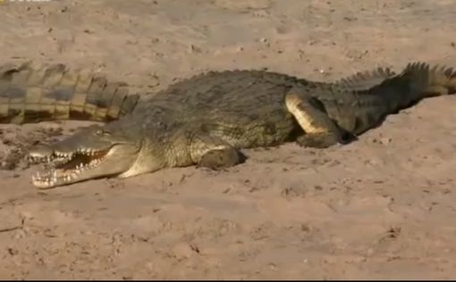 В Австралии крокодил съел 79-летнюю женщину