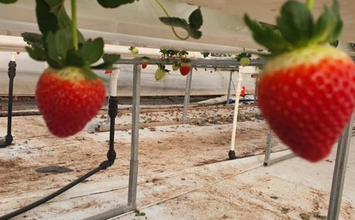 Как вырастить более сладкую клубнику: будущее - за израильской разработкой