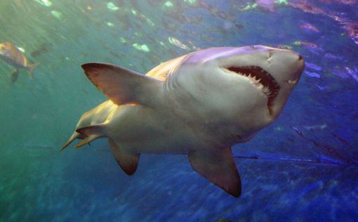 Австралия: экологи требуют не убивать акул