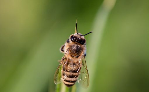 Рекорд Гиннеса: на мужчину посадили 63 килограмма живых пчел