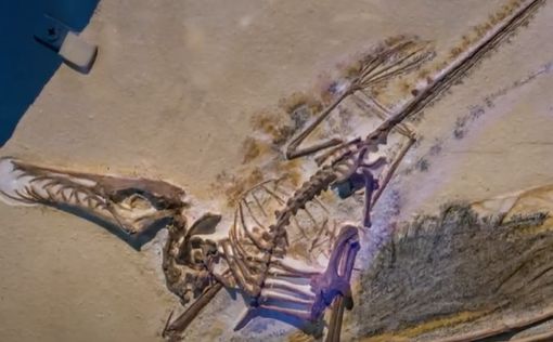 Обнаружен новый уникальный вид птерозавра