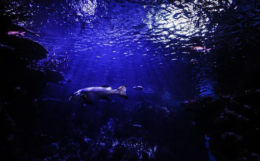Ученые нашли под водой сотни невиданных ранее форм жизни