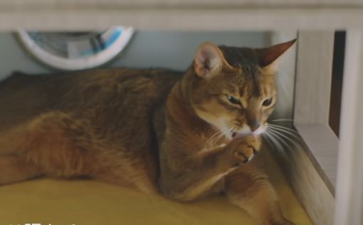 Японцы создали роскошный "особняк" для котов